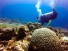 Dive Against Debris: Let Us Clean Our&nbsp;Seas